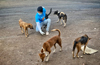 Activists care for starving street animals
